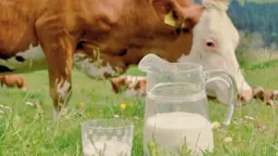 A Midwife’s Take On Bovine Colostrum As a Superfood Supplement for Adults