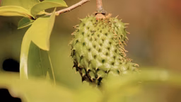 Health, Near-Death Experiences, and Soursop Bitters