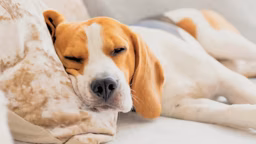 The Best Dog Calming Treats That Actually Work