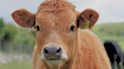 Beef Organ Supplements: Is Consumption Actually Good for You and the Planet?