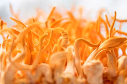 Cordyceps Mushroom for Energy: Why Everyone’s Talking About This Natural Supplement