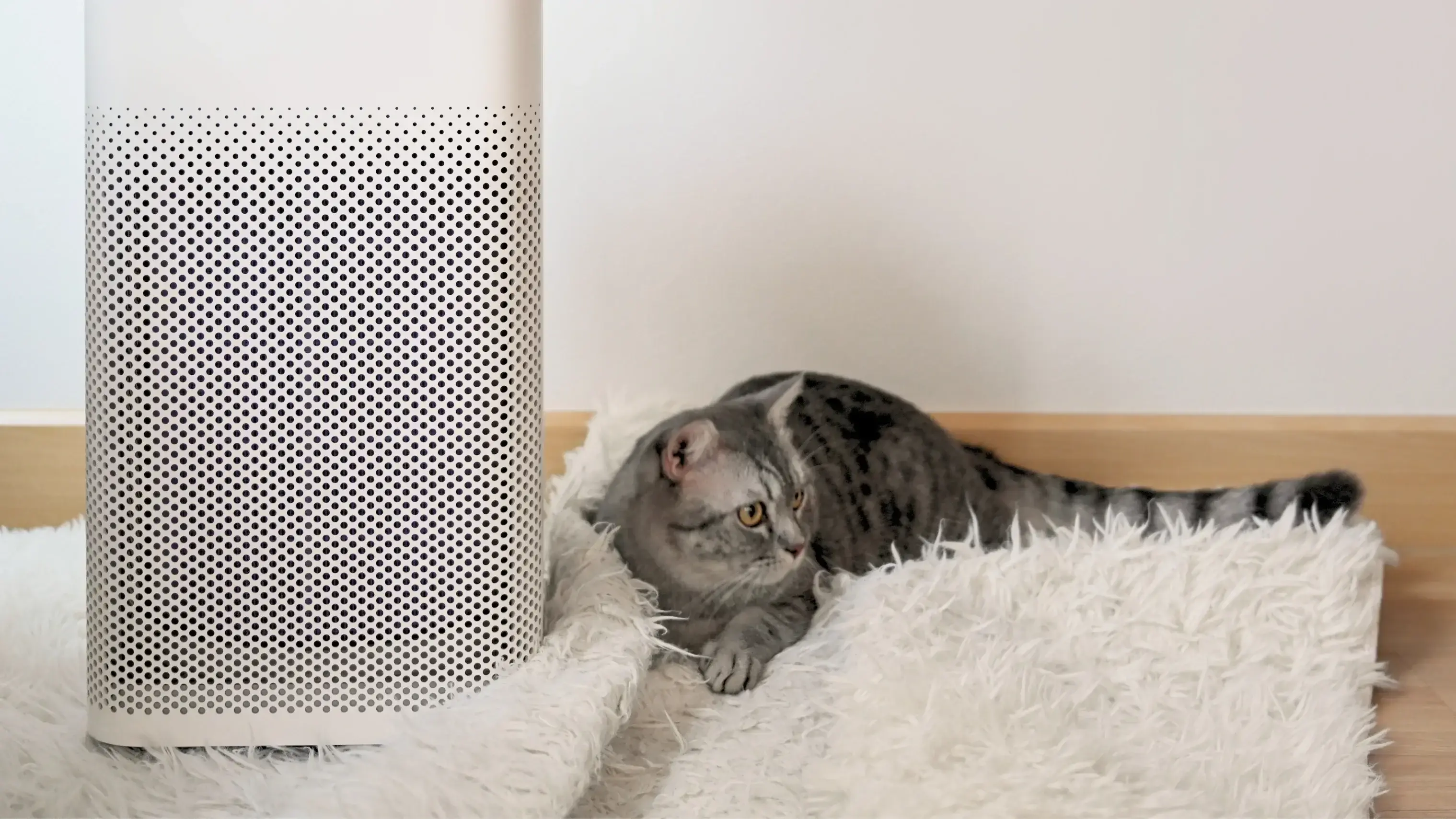 Dealing With Pet Allergies or Odors? Here Are The Best Pet Air Purifiers (2026)